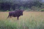 safrica03_image26.jpg
